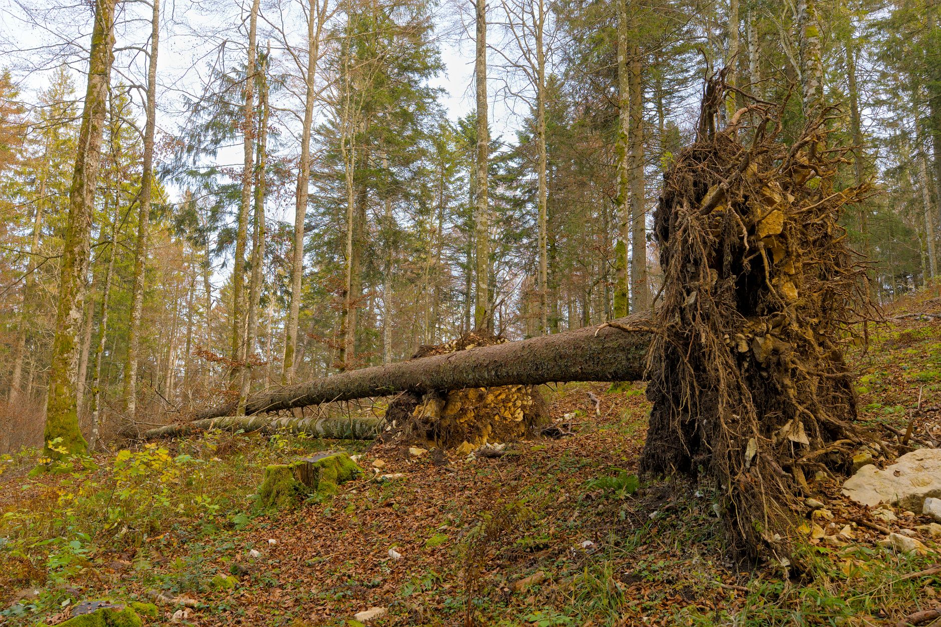 Enlèvement Arbre Urgence équipe à Viry-Châtillon